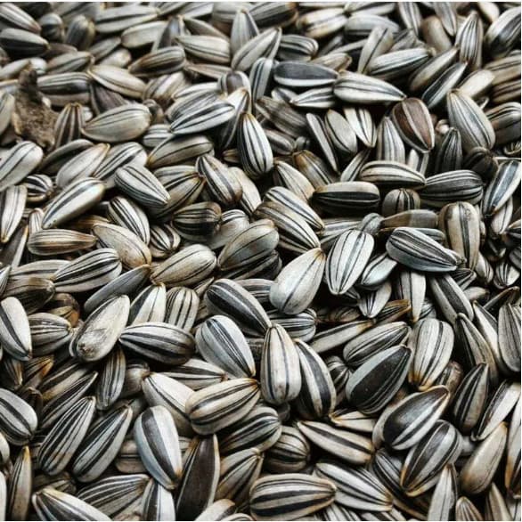 Sementes de Girassol miúdo 1 kg