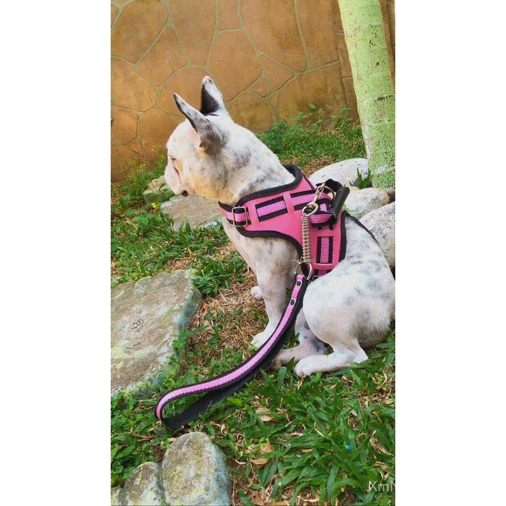Peitoral coleira couro legítimo cachorro grande medio porte rotwllwer dogo pitbull bulldog pastor
