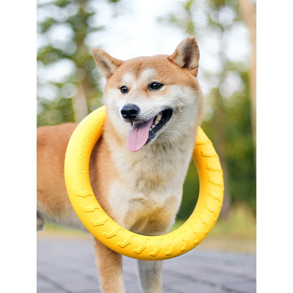 Brinquedo para cachorro flutuante água grande escala cão Labrador Golden Retriever tédio aliviar ferramenta útil anel in