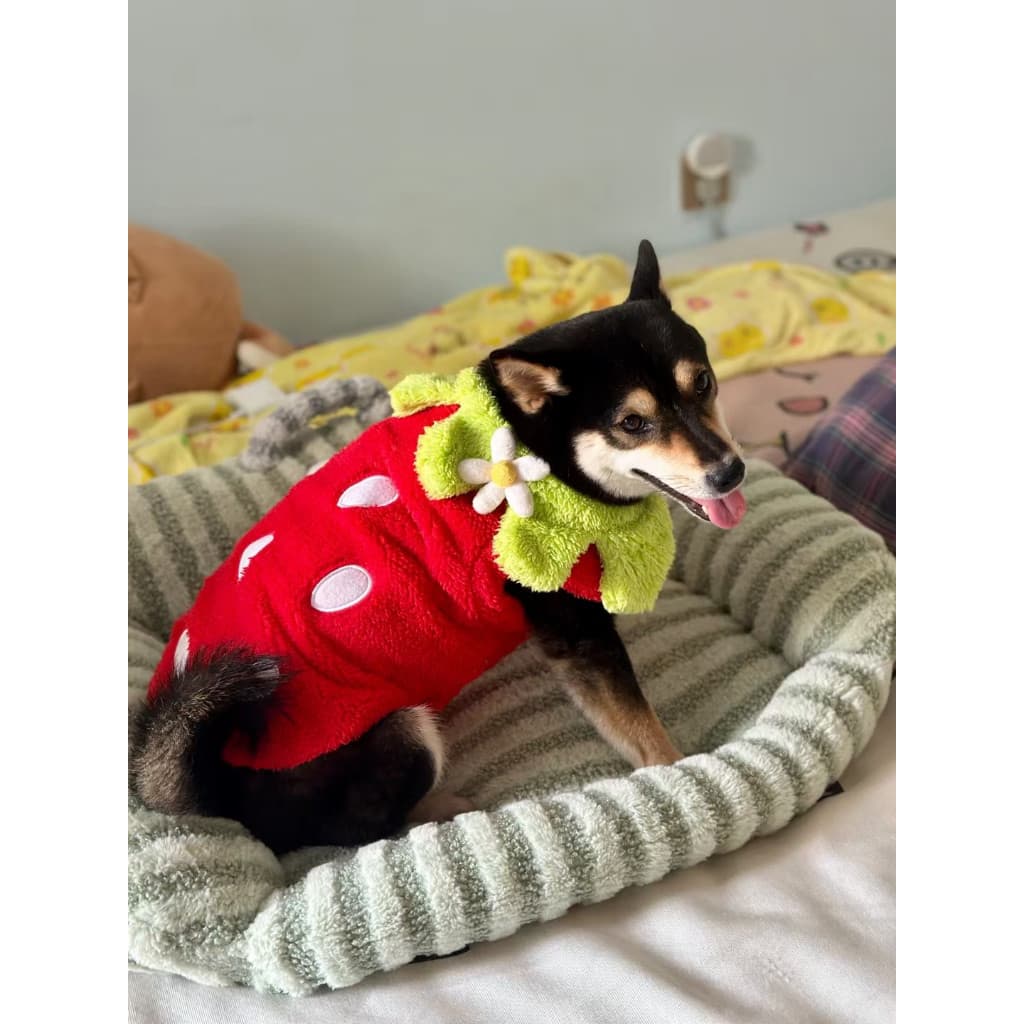 Roupa para cachorro pet inverno roupa de frio - fantasia fofa de transformacao de morango