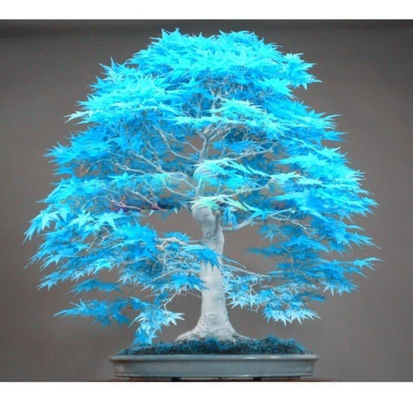 200 500 Sementes pcs bonsai árvore de bordo azul bonsai