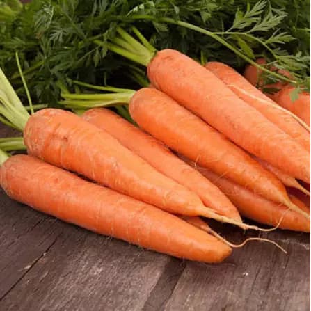 Sementes Premium Cenoura Brasília Calibrada Média (900 sementes) p/ horta alta germinação