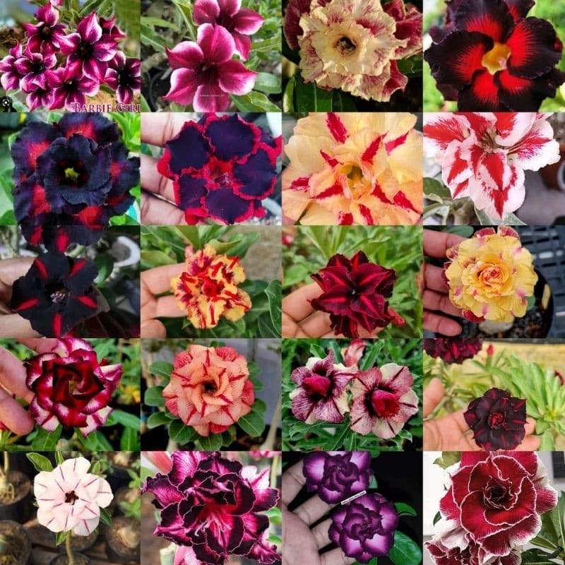 50 Sementes de Rosas do Deserto Mix de Cores e espécies Variadas.