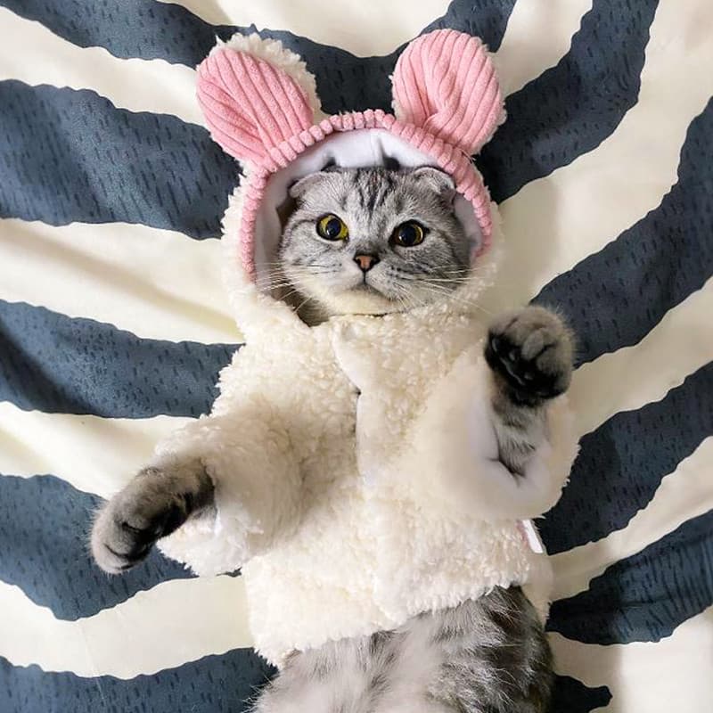 Roupas de gato outono inverno bonito urso com capuz engrossado quente Muppet britânico curto azul gato cão de estimação