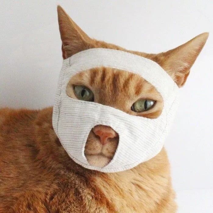 Anti-gato latindo ferramenta útil gato boca capa anti-latido gato anti-latido ferramenta útil ferramenta anti-risco másc