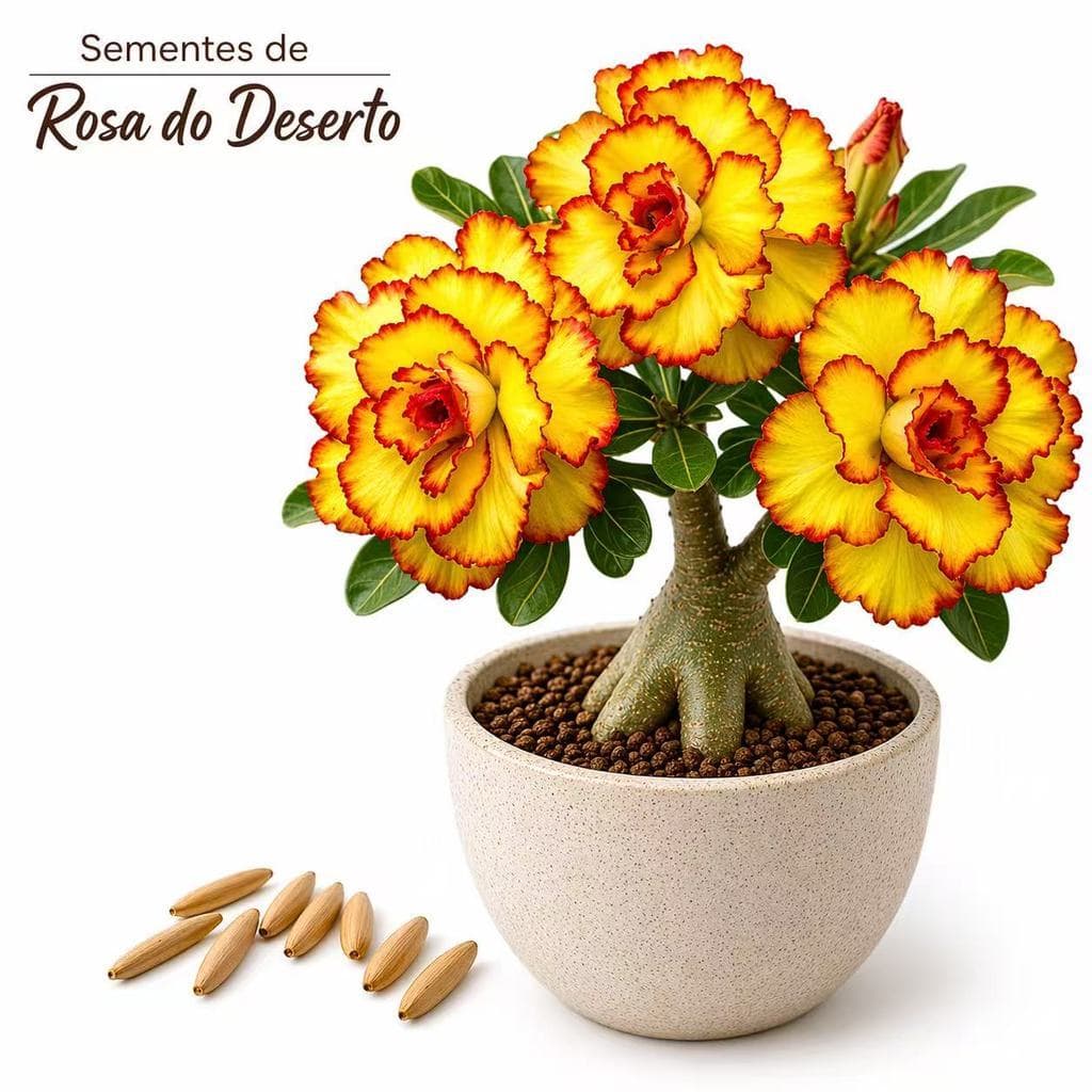Rara 5 Sementes de Rosa do Deserto Amarela Grandes Triplas A-II