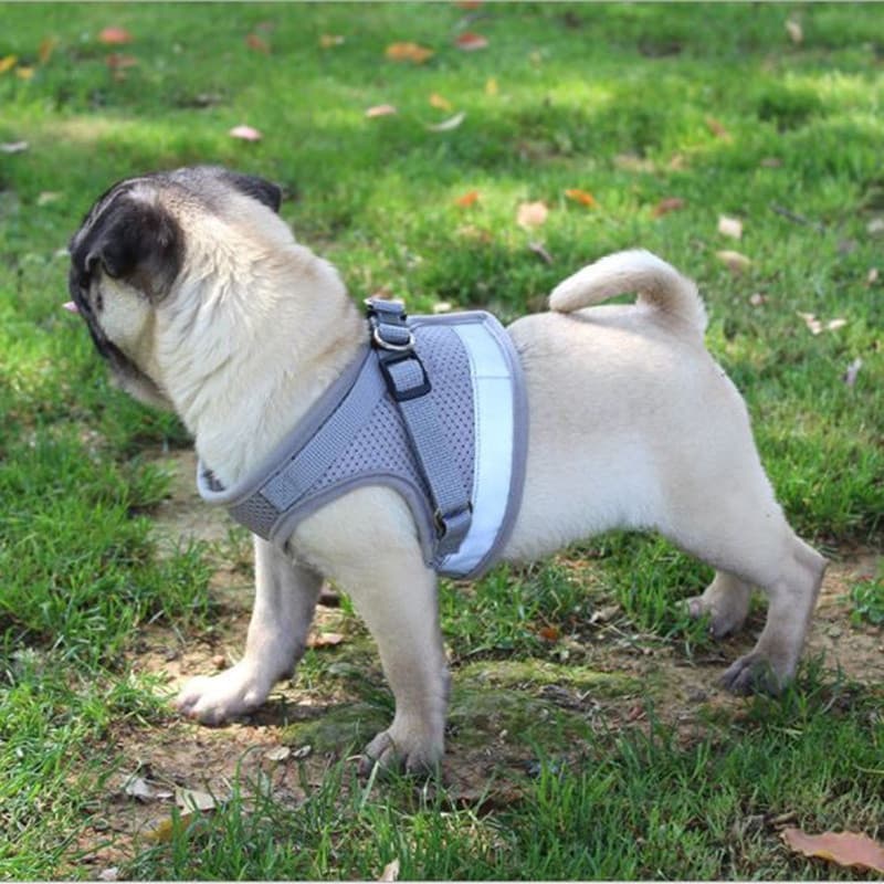 Colete Arnês Ajustável com Coleira de Malha, Arnês para Cães com Tira Peitoral e Guia com Corda Retrátil XS / S / M / L