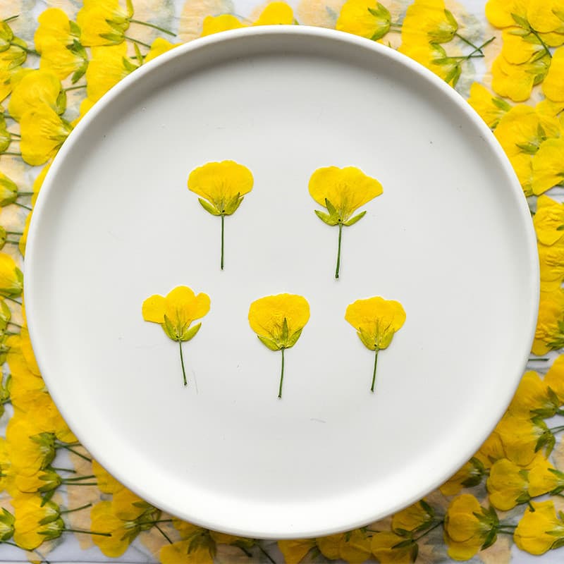 Cabeça De Flor De Vegetais De Óleo , Padrão De Planta De Flores Secas , Seca , Folha De Árvore Real , Adesivos De Folhas