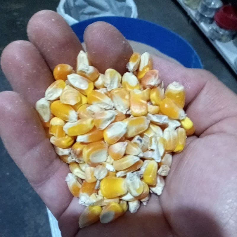 Milho para aves pacote com 5 kg