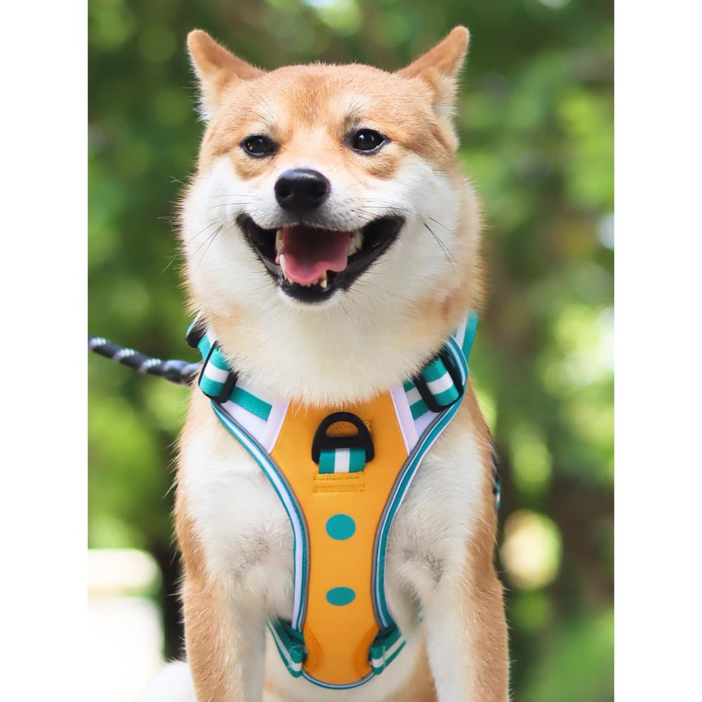 Trela do cão médio grande colete estilo trela do cão Shiba Inu cão andando trela Labrador pescoço manga Anti-quebra peit