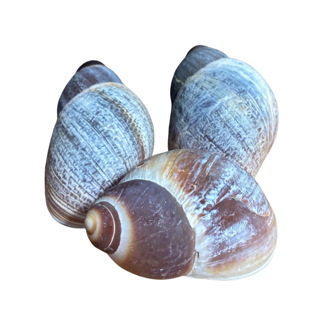 Kit 3 Conchas Casca de Caramujo para Artesanato e Enfeite de Aquário