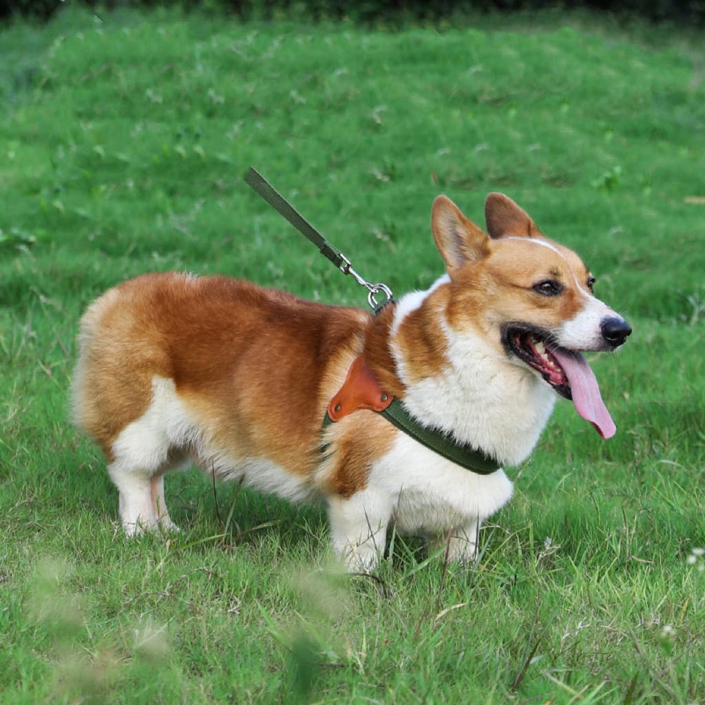 Coleira Peitoral Confortável em Y para Cães Pets Cachorros - Ajustável e Durável
