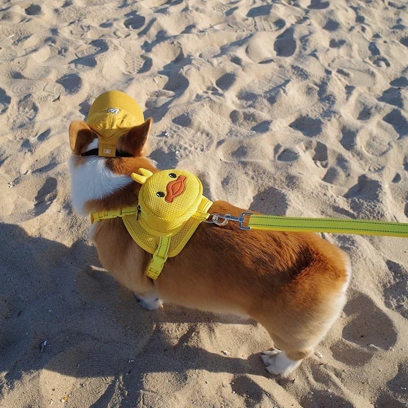Coleira de Cachorro Peitoral Formato PATO Para Cães Cachorros e Gatos Pet Colete Com Guia Reforcado