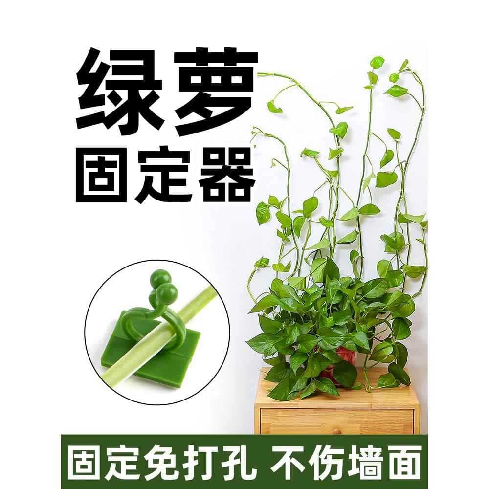 Produtos de compra Suporte de escalada de rabanete verde, suporte de rosa, suporte de planta verde de escalada, parede n