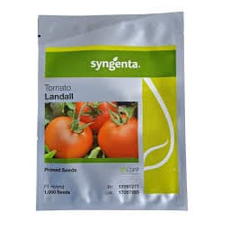 Semente De Tomate Híbrido Landall Syngenta 1000 Sementes