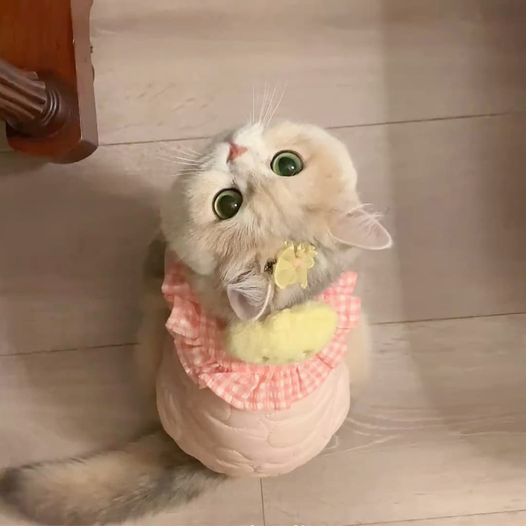 25 novo estilo roupas de gato cão outono inverno gradiente dourado inglês curto dourado Gila Pet bonito forro de lã quen
