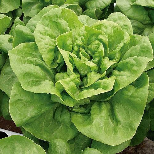 SEMENTES DE ALFACE LITORANEA LISA (1000 SEMENTES) PREMIUM P/ HORTA ALTA GERMINAÇÃO