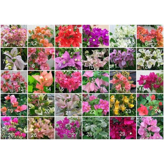 200 sements primavera sortidas mix especies com manual de cultivo ENVIO RÁPIDO!!! Premium EXCLUSIVO