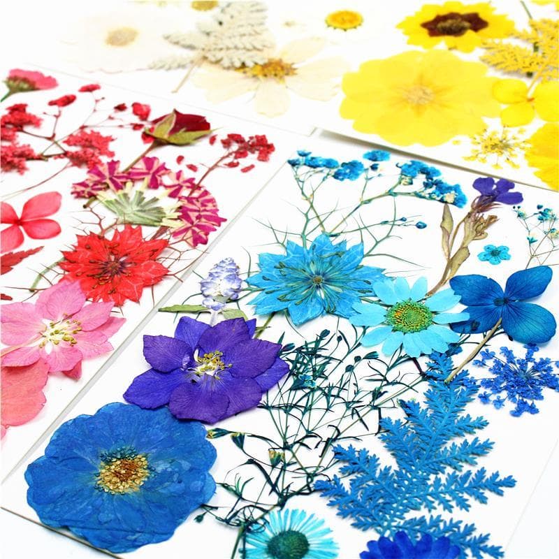 Flores prensadas Folhas reais adequadas para todas as idades Pacote de Material de flores secas Pacote de combinação em