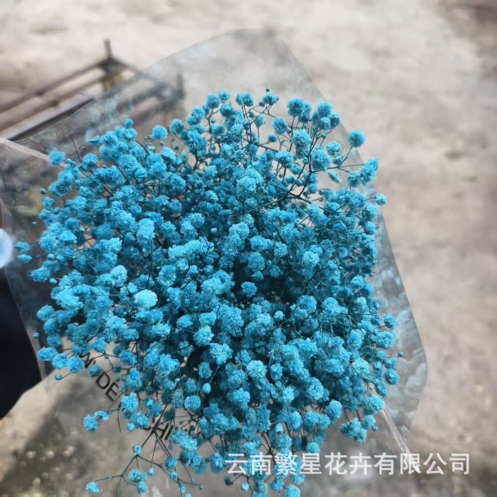Gypsophila flores secas flores preservadas pequenos buquês artesanato flores reais