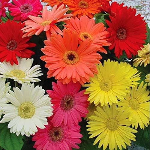 200 500seed Margaridas Pcs Sementes de Gerbera Jamesonii Margarida Mistura de Plantas Perenes Fragrantes para Casa e Jar