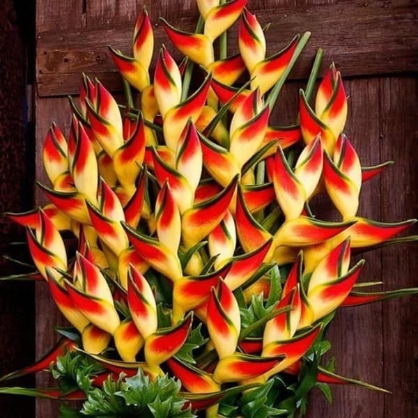 200-500 Sementes de Heliconia Rara Flores Tropicais para Jardinagem | Planta Ornamental Bonsai | Alta Germinação