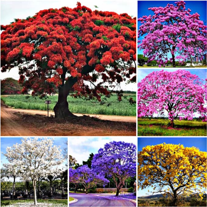 Sementes Ipê/Ype Amarelo/Branco/Roxo/Rosa/Verde/Jacarandá/Canafistula/Flamboyant Vermelho/F A
