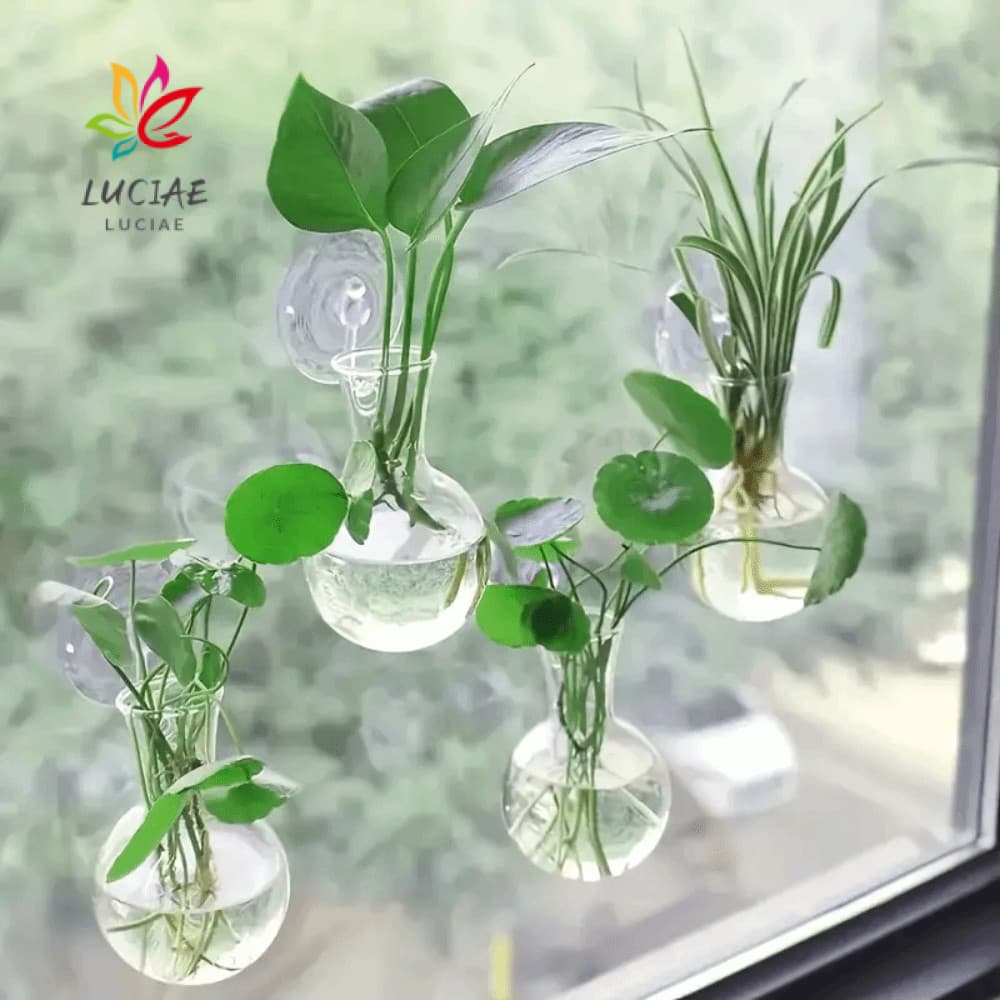 LUCIAE 2 Peças De Vaso Montado Na Parede , Aquário Hidropônico De Plantas Criativas Transparentes , Placa De Flores Semi