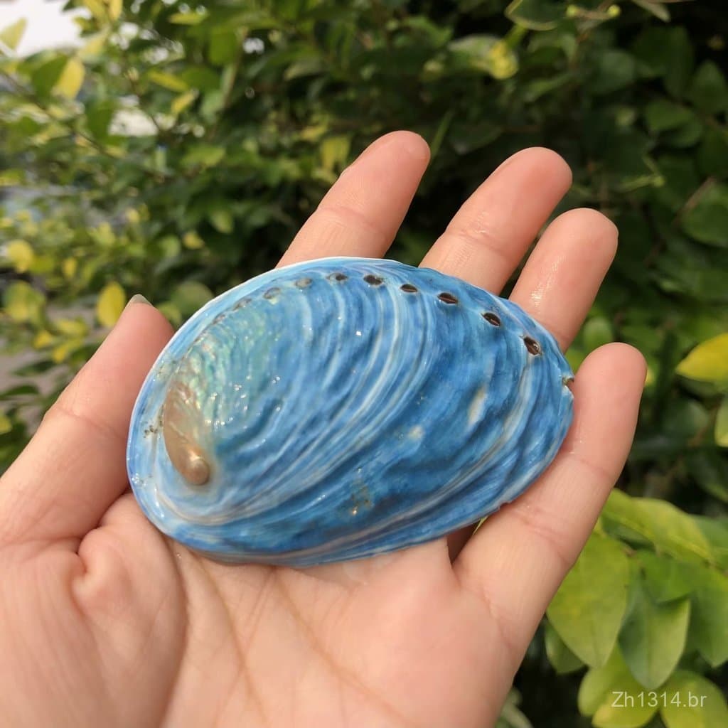 Concha de abalone azul natural da Nova Zelândia para decoração de aquários, coleção doméstica e acessórios de fotografia