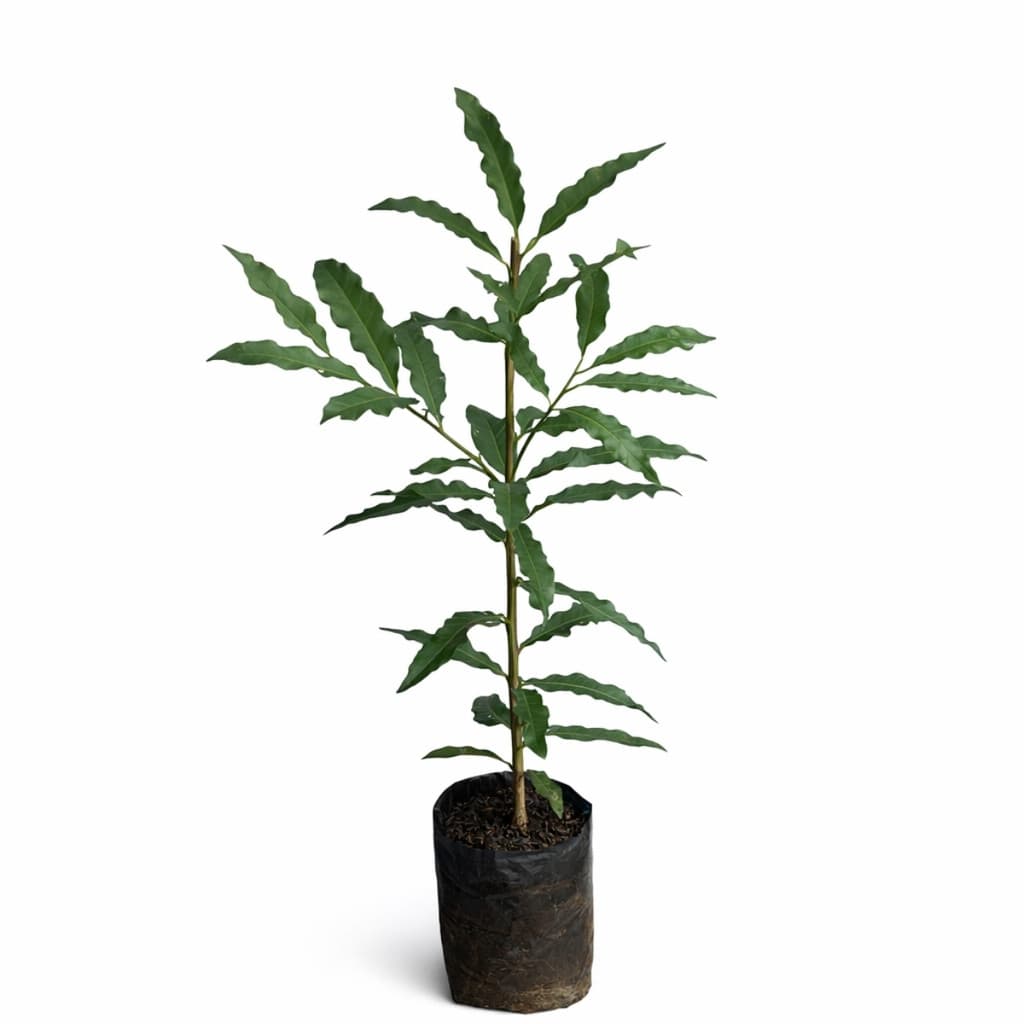 Muda de Espinheira-Santa Maytenus ilicifolia Planta Nativa Medicinal Jardim Pomar Vaso