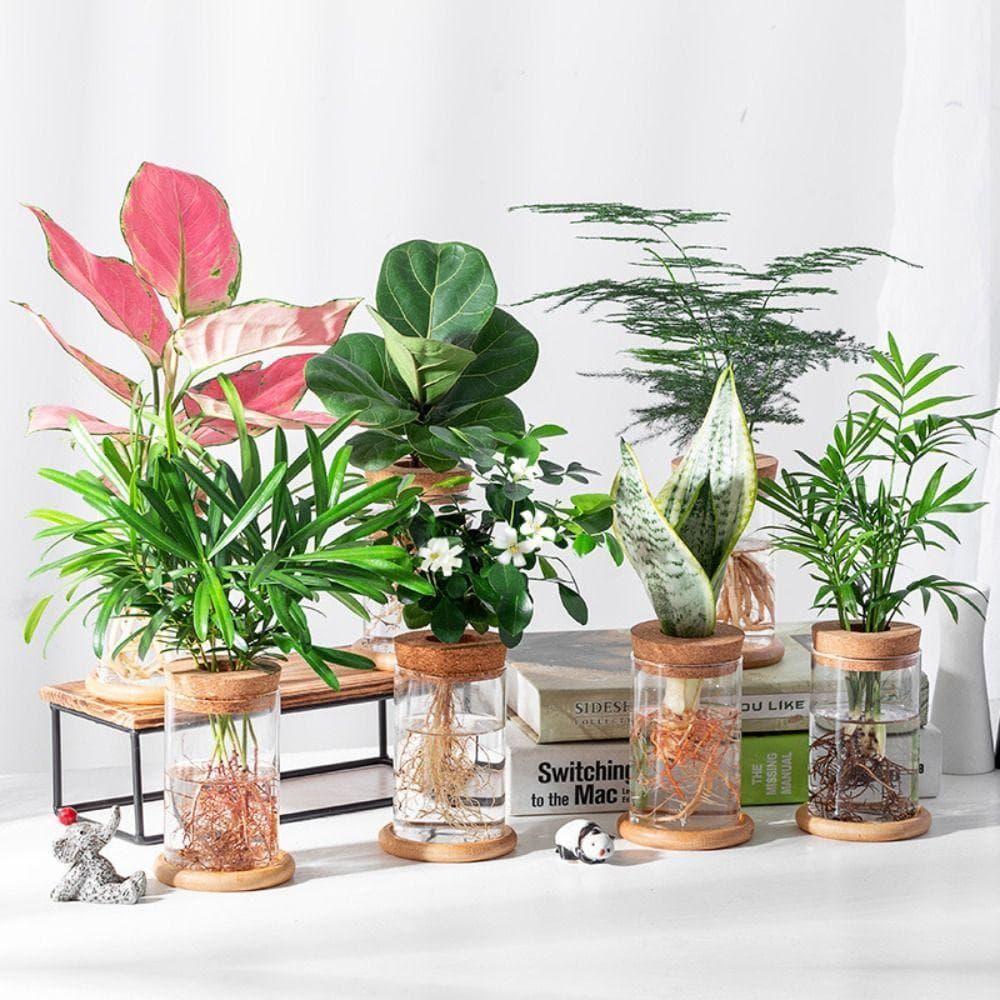 Vaso De Flores Para Plantas Hidropônicas TEVO , Vasos De Vidro Transparentes Redondos , Ecológico Espesso