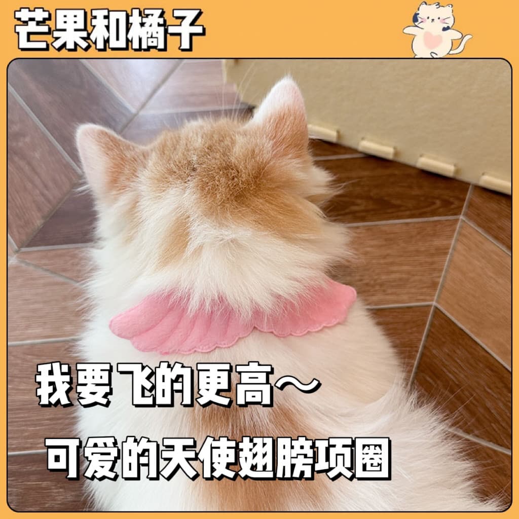 Gato governanta gato dedicado Pet coleira branca asas de anjo jóias passeio coleira de cachorro gravata borboleta suprim