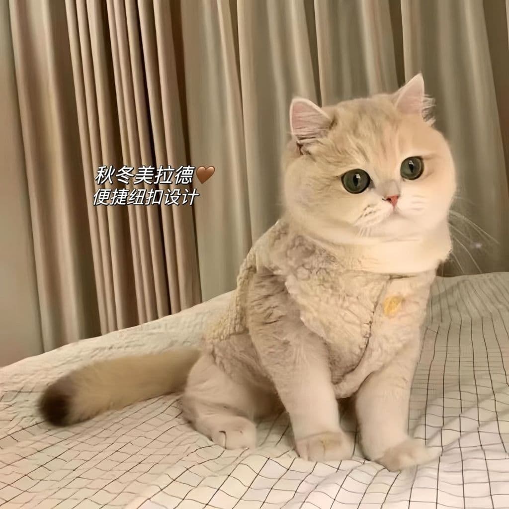 Inverno atacado roupas prata cordeiro velo roupas outono inverno roupas Expo quente gato Pet Teddy Dimei filhote de cach