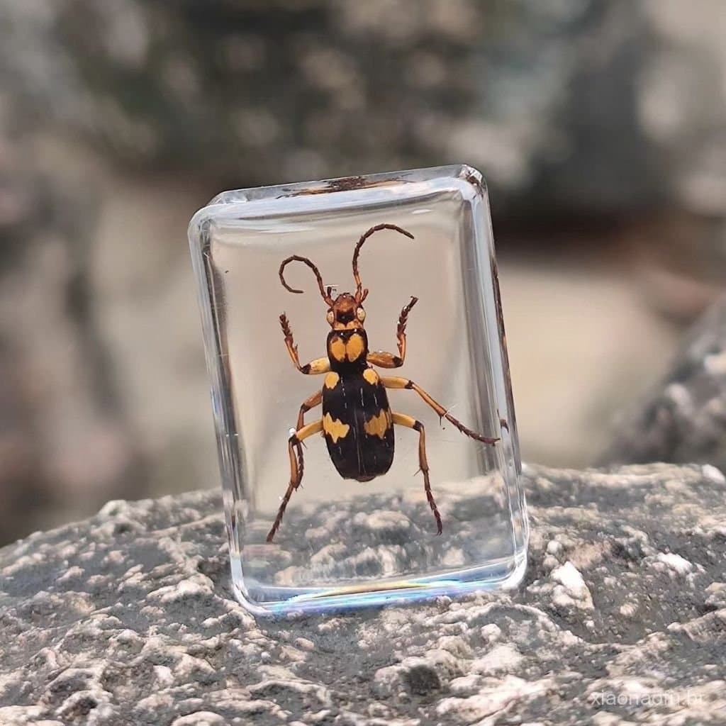 Especimes de Insetos de Outono (Escorpião e Caranguejo) em Resina de Âmbar - Presente Artesanal DIY para Observação Cien