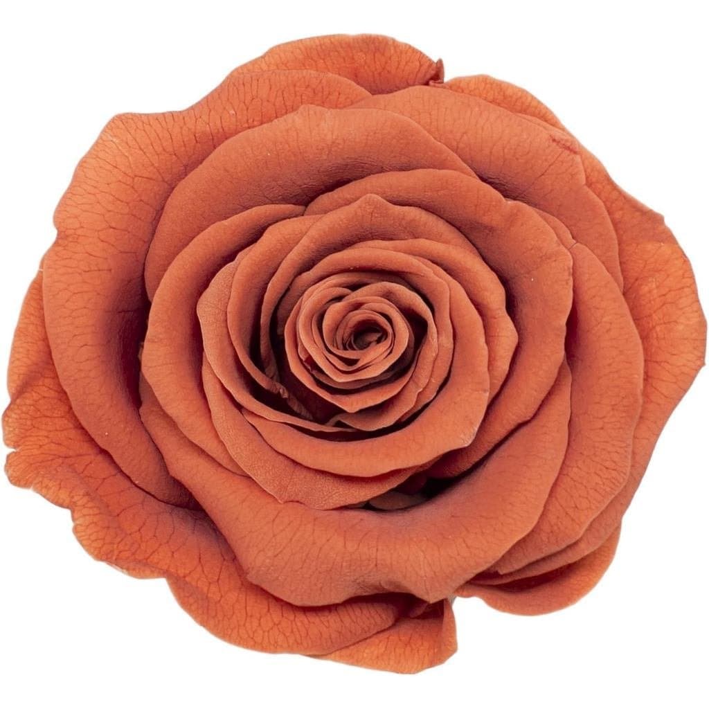 Compatível com Cabeças de Rosa Preservada de Grau B de 2-3cm para Artesanato Floral DIY e Arranjos de Interiores (Vermel