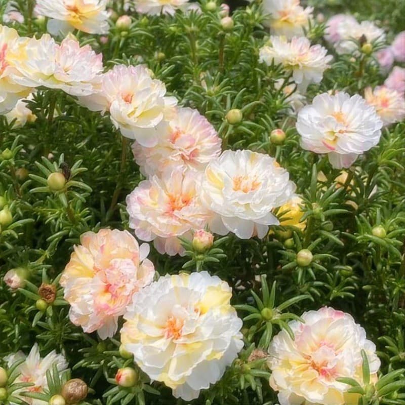 beleza natural Rara  sementes de Flor Onze Horas/ Portulaca Grande Flora sortidas AII germina rápido