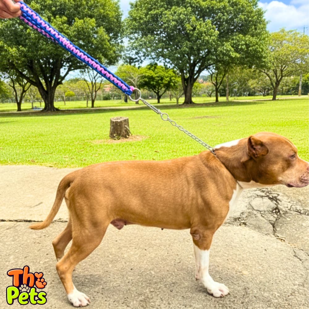 Guia Enforcador Cachorro Forte Corrente com Mola Anti Puxão para Adestramento