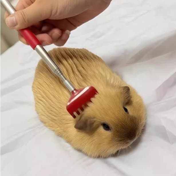 [Hoje pescado meio Acre cobaia] pequeno ancinho Pet Grooming coçar escova retrátil gato cães coceira coçar