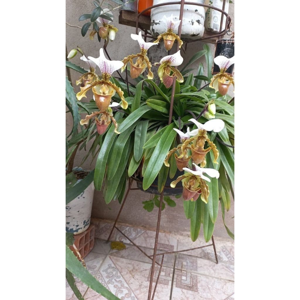 100 sementes orquídea sapatinho com manual de cultivo pronta entrega envio 24h