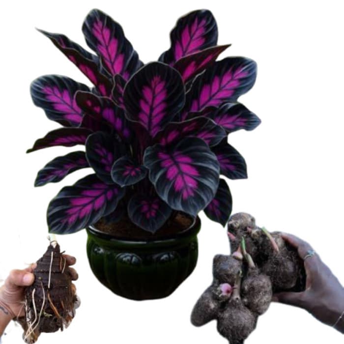 Bulbo de Caladium Flaming Ruby (tinhorão)