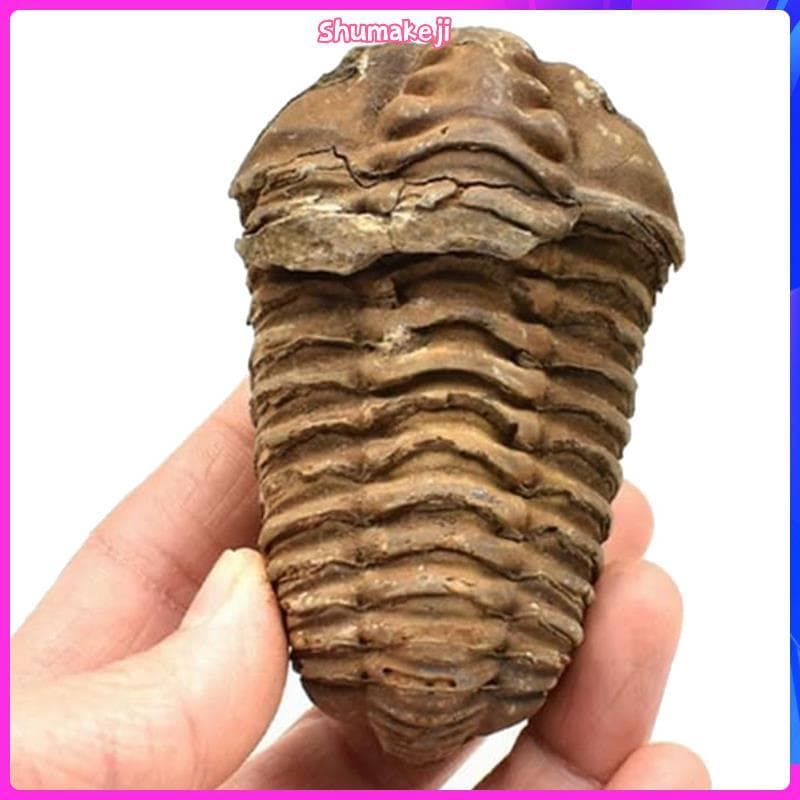 1 Unidade Flexível Trilobites Marroquinos Fóssil 8-9cm Marrocos
