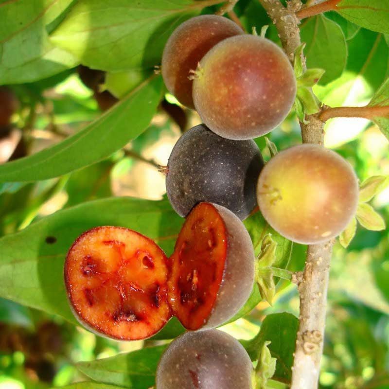 Muda de Dovyalis Doce Feita de Semente Fruta Exótica Rara Pomar Vaso Jardim