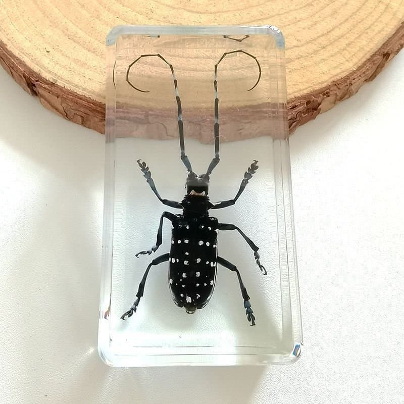 Espécimes de insetos populares em resina, ornamentos de caranguejo para ensino de ciências marinhas, insetos reais, pres