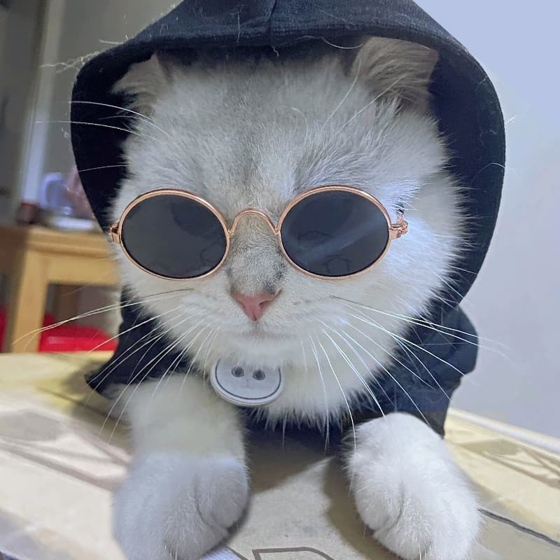 Moda tendência Pet óculos de sol Mini único gato príncipe óculos pequeno cão novidade engraçado óculos de sol