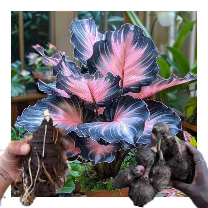 bulbo de caladium Silver Heartbeat (tinhorão)