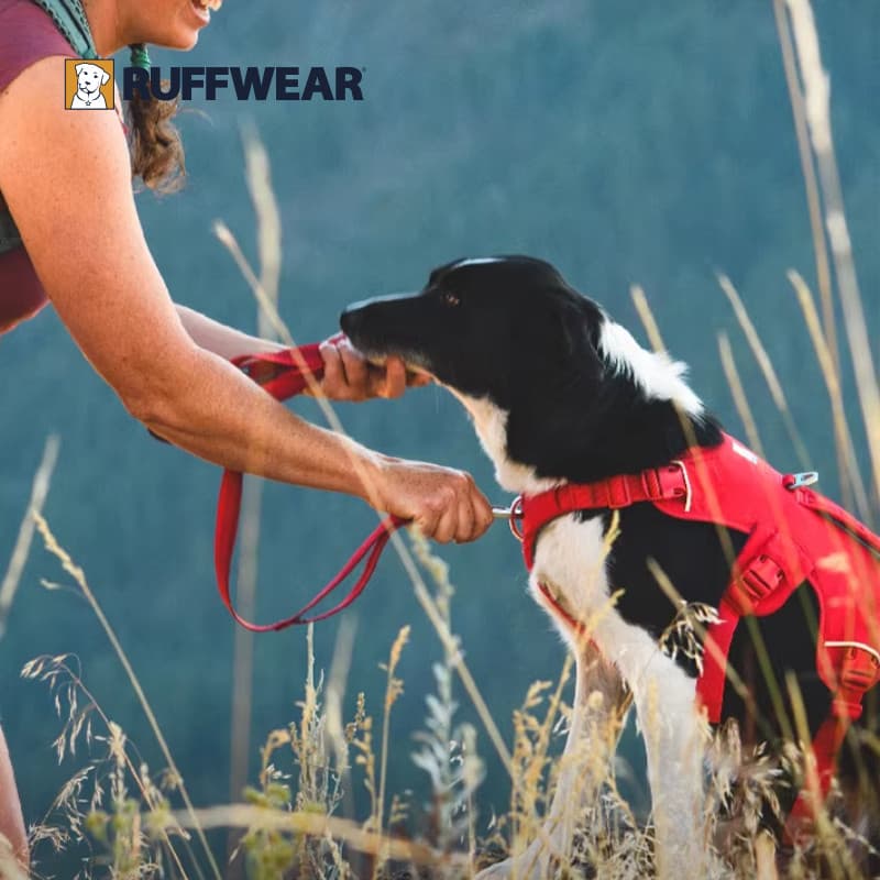 [Novo produto] Rafwell Master Wang Coleira para cães profissional elevável para animais de estimação com amortecimento n