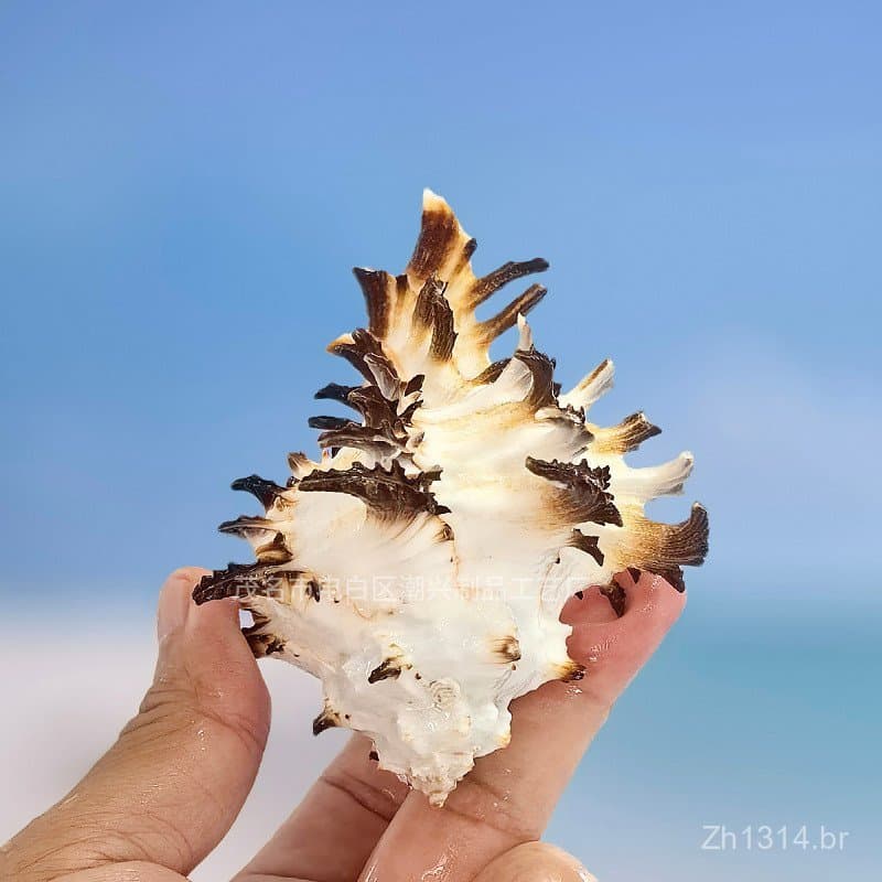 Concha de Rosa, Concha do Mar, Concha de Caranguejo Eremita, Decoração de Aquário, Acessórios para Fotografia, Decoração