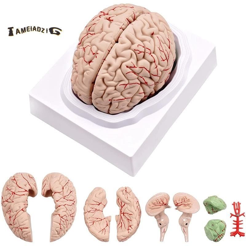 ? Cérebro Humano , Modelo De Anatomia Do Em Tamanho Real Com Base De Exibição , Para Estudo Sala De Aula De Ciências E D