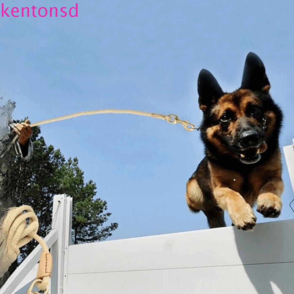 Trela De Nylon Para Cães KENTONSD , Corda Redonda De 3/5/10M 8mm Treinamento De Rastreamento Longo Pesados
