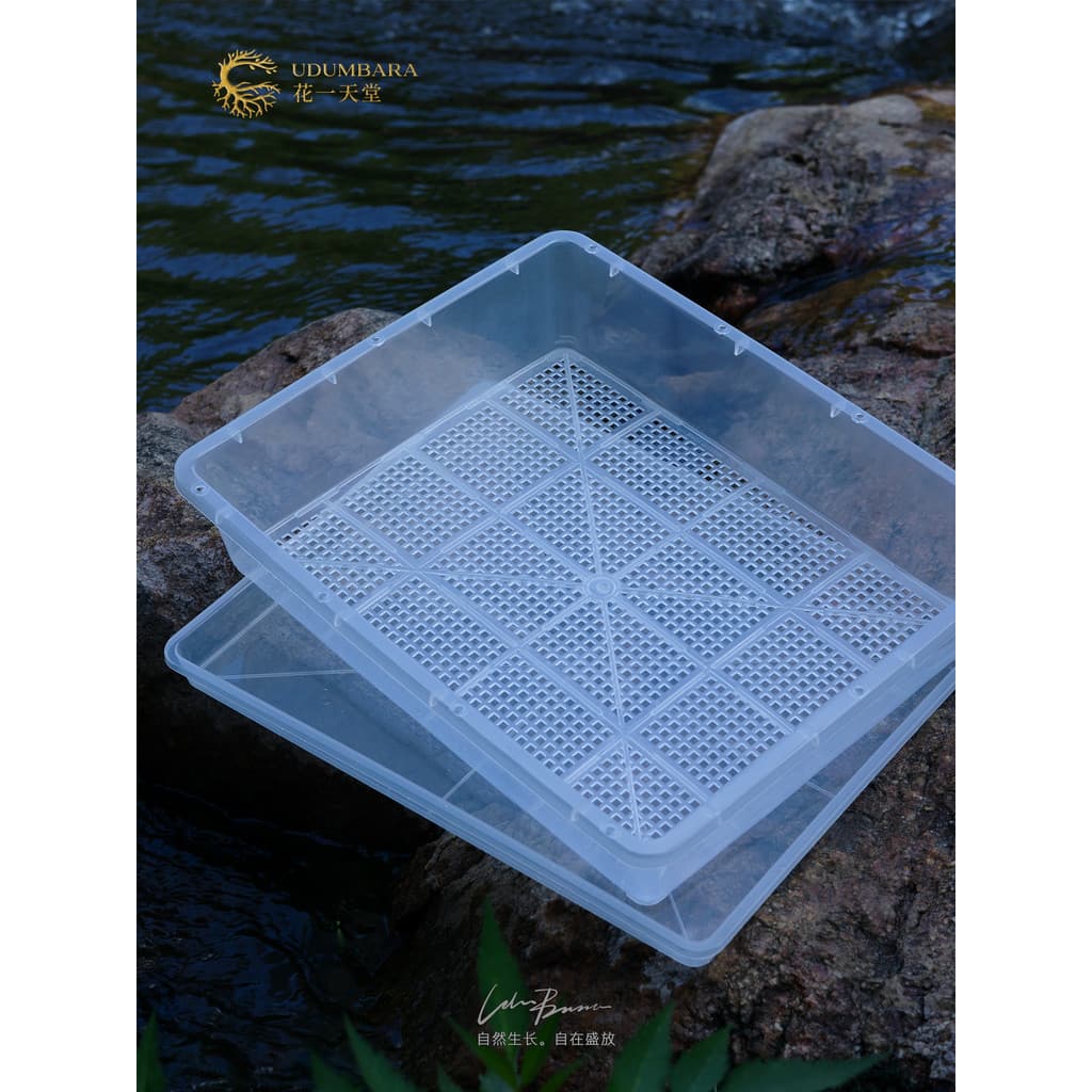 Huayi Paradise Bandeja de mudas transparente para plantio de suculentas Vaso de corte Cesta arrumada com tampa Varanda P